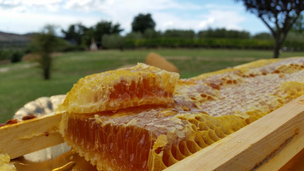 I Sicomori - Seme Di Carota - Glamping E Appartamenti Con Piscina A ساتورنيا المظهر الخارجي الصورة